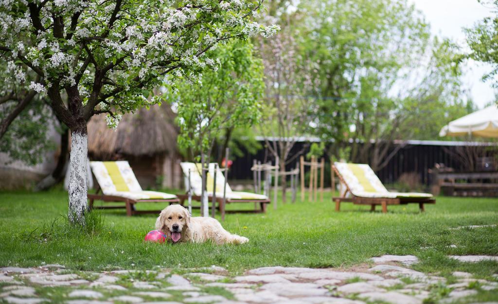 Casa Mosului - Transfagarasan Bed & Breakfast Cîrţişoara Екстериор снимка