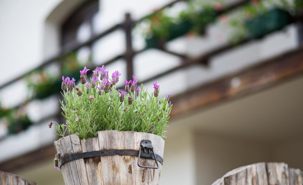 Casa Mosului - Transfagarasan Bed & Breakfast Cîrţişoara Екстериор снимка
