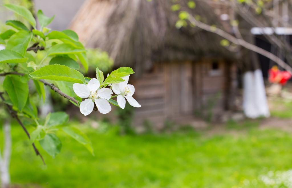 Casa Mosului - Transfagarasan Bed & Breakfast Cîrţişoara Екстериор снимка
